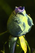 P13:23